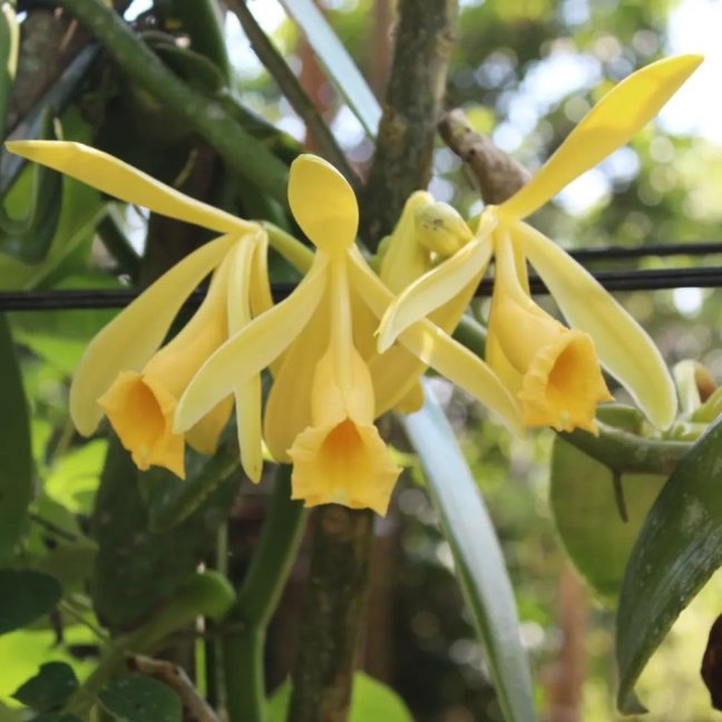 vanilka prava orchidej