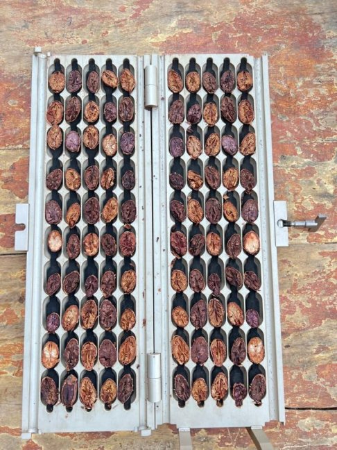 Kakaová hmota PIURA BLANCO CACAO