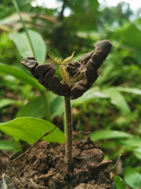 kakaovy bob kakao seminko