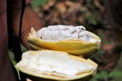 kakaove boby kakaovy lusk amazonie ruku samay ecolodge