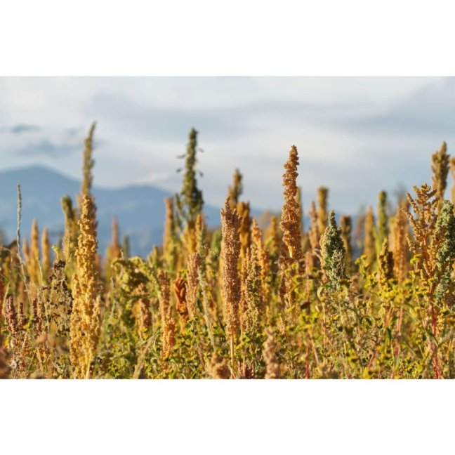 co je quinoa obilovina quinoa bila
