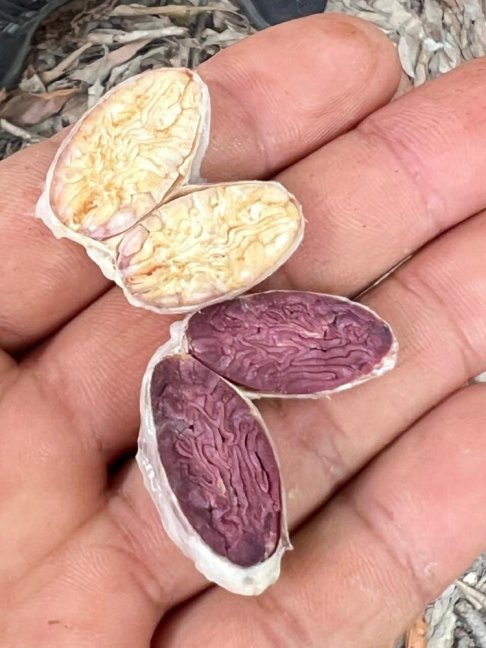 Kakaová hmota PIURA BLANCO CACAO